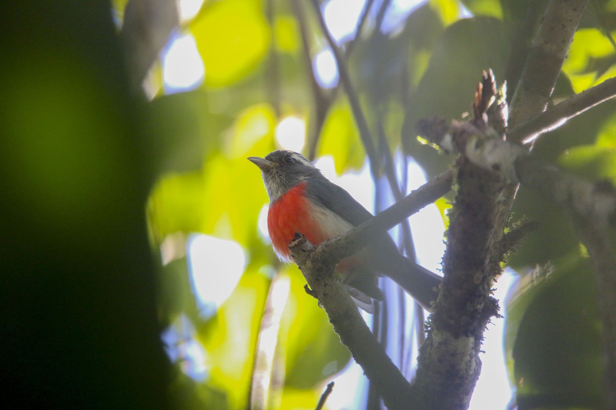 Gray-throated Chat - ML616098751