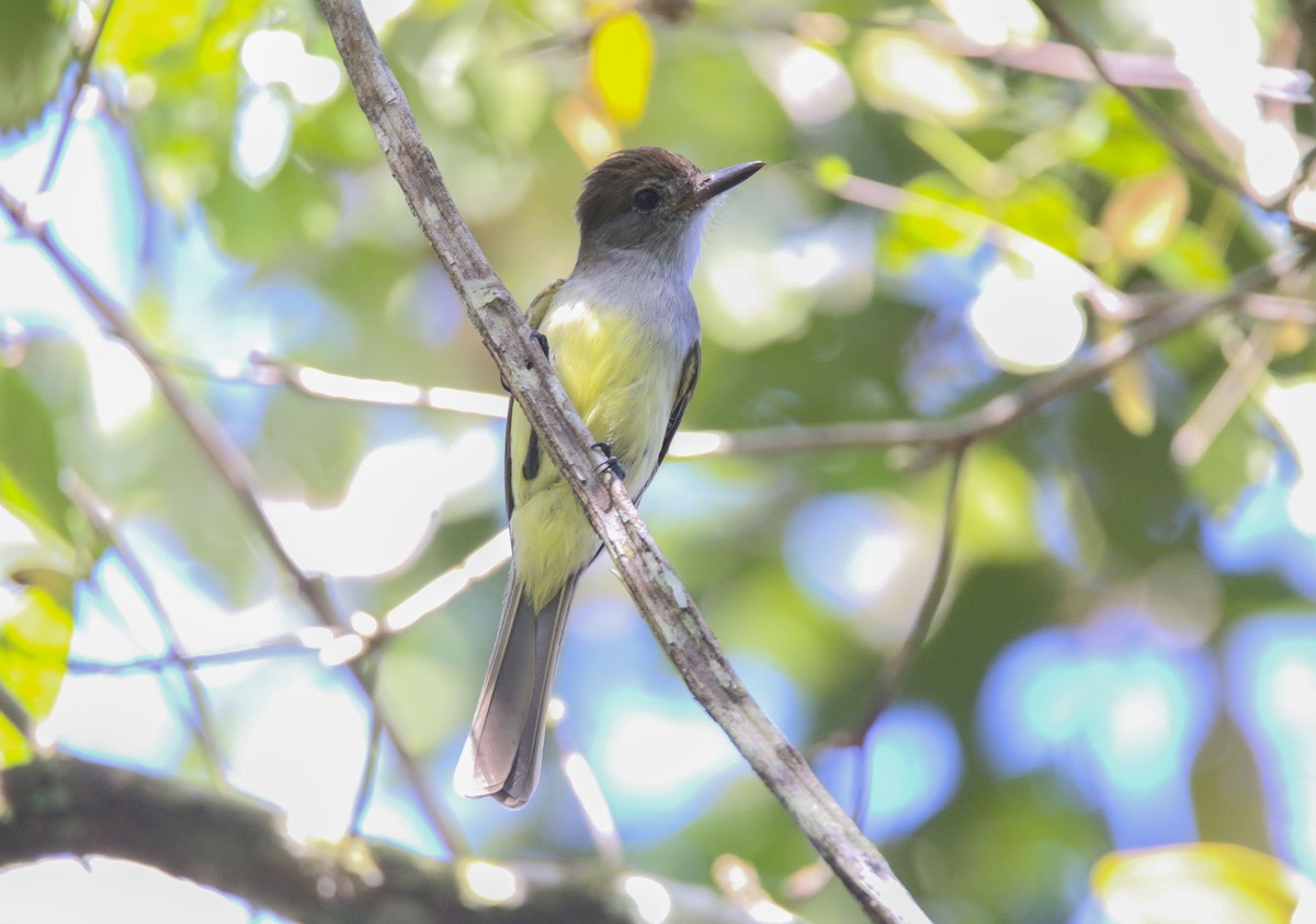 Yucatan Flycatcher - ML616098753