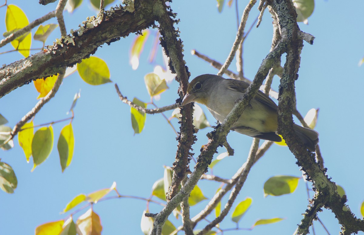 Rose-throated Tanager - ML616098755