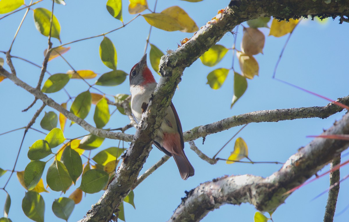 Rose-throated Tanager - Nathan Alblas