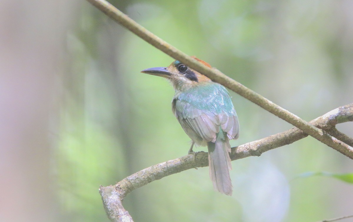 Tody Motmot - ML616098762