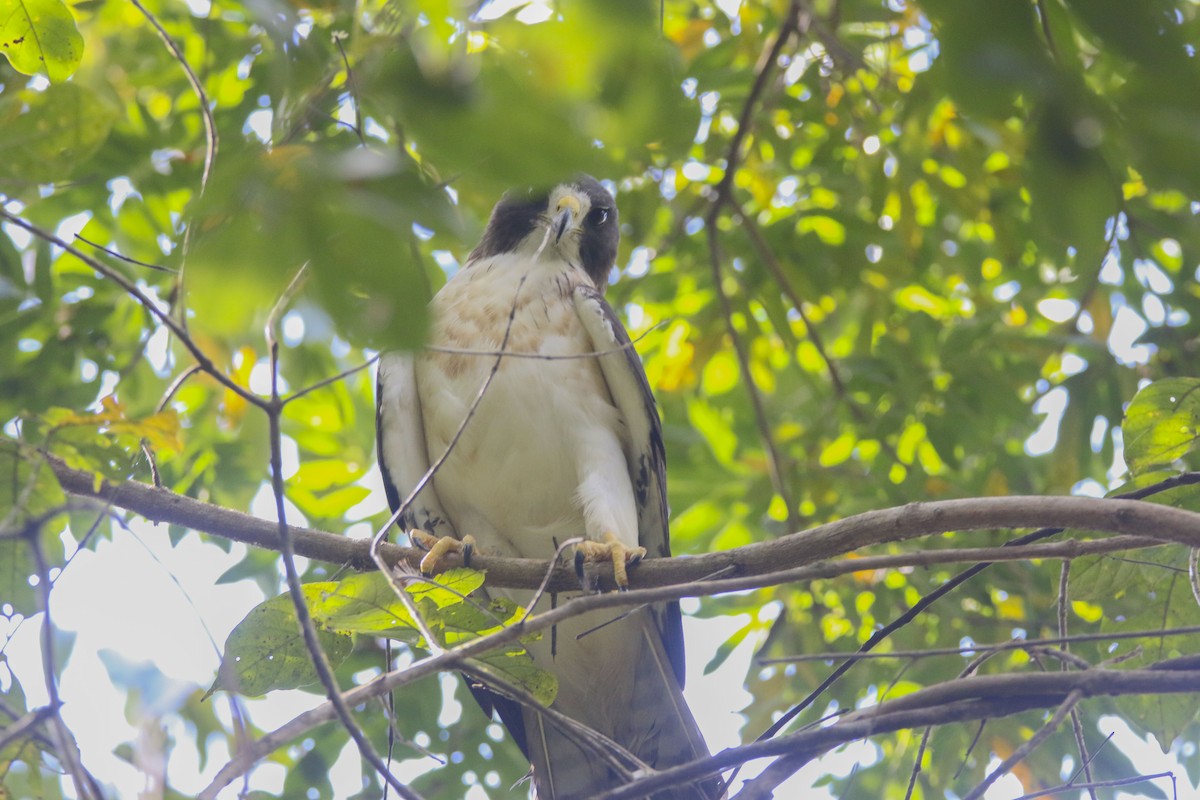 Short-tailed Hawk - ML616098766