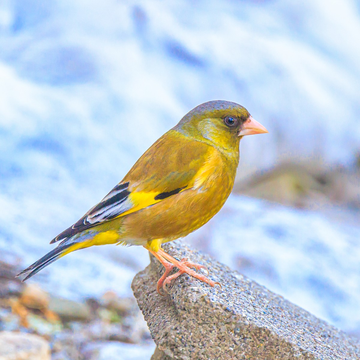 Oriental Greenfinch - Masaharu Inada