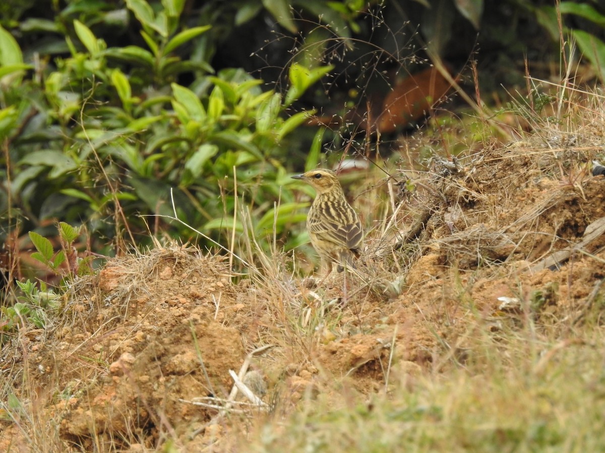 Nilgiri Pipit - Mallikarjuna Agrahar