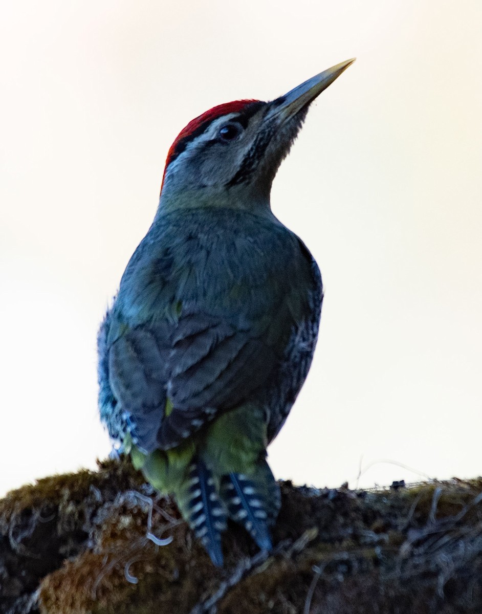 Scaly-bellied Woodpecker - ML616098880