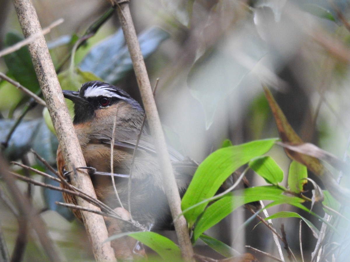 Nilgiri Laughingthrush - Mallikarjuna Agrahar