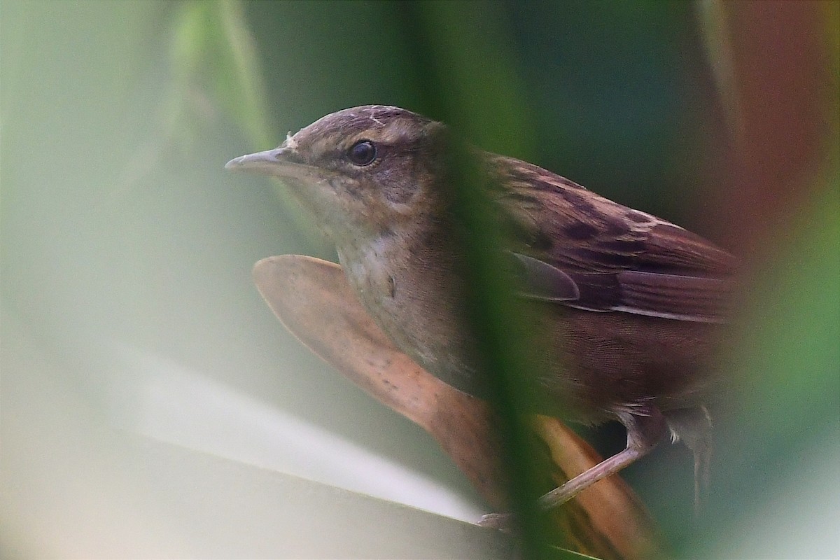 Pallas's Grasshopper Warbler - ML616098894