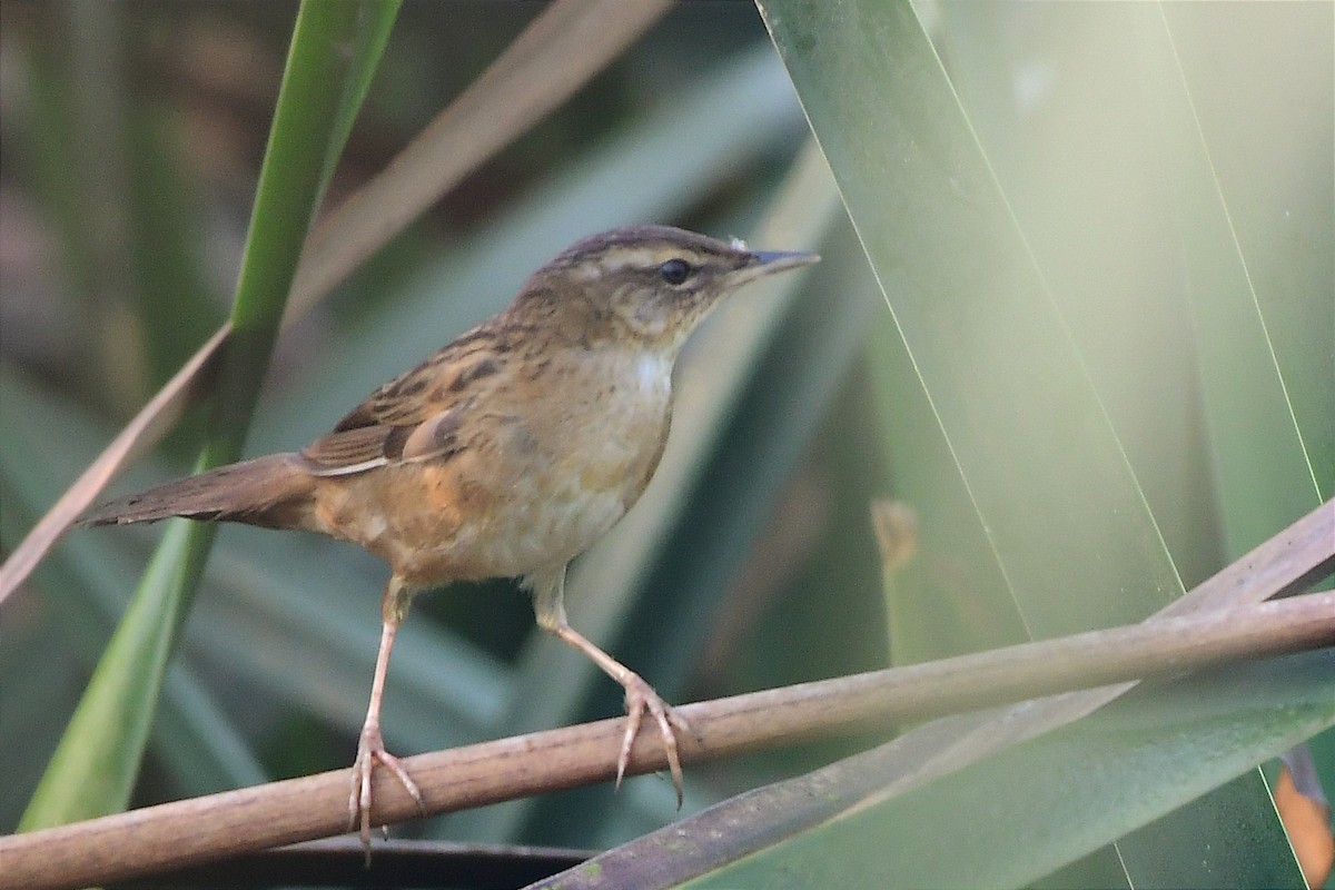 Pallas's Grasshopper Warbler - Shawn Dev