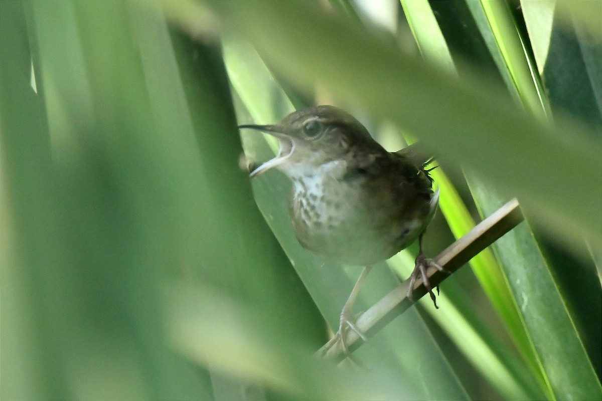 Baikal Bush Warbler - ML616098910