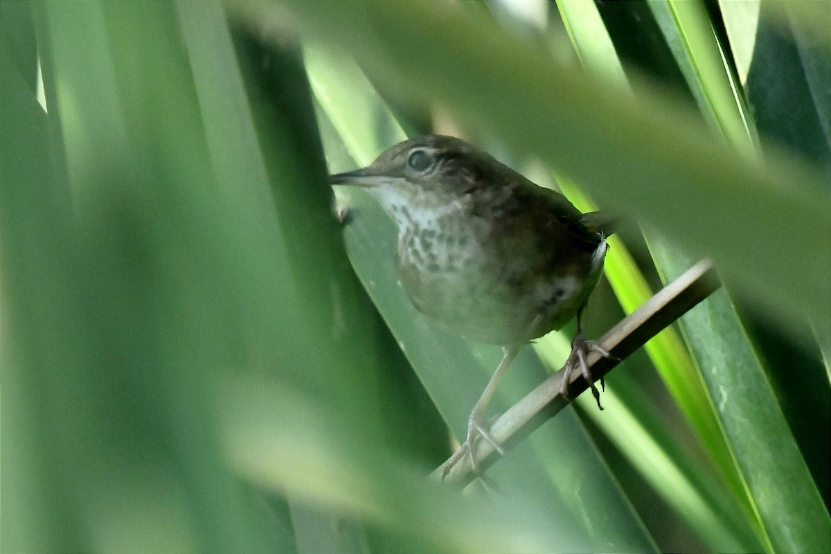 Baikal Bush Warbler - ML616098911