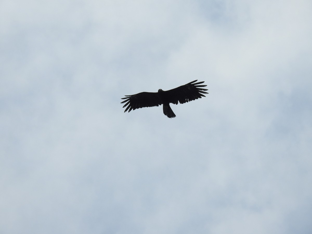 Black Eagle - ML616098919