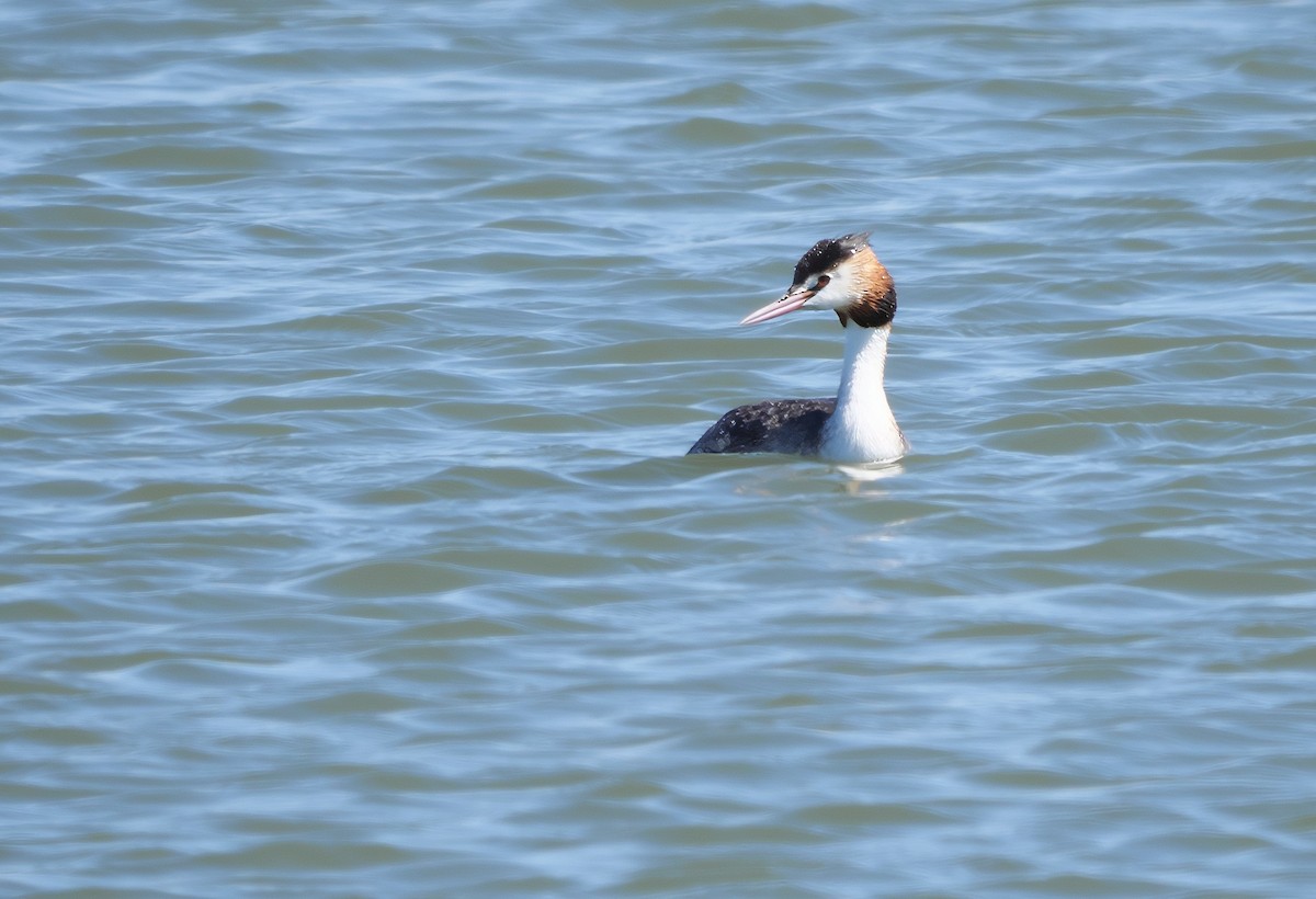 Great Crested Grebe - ML616098920