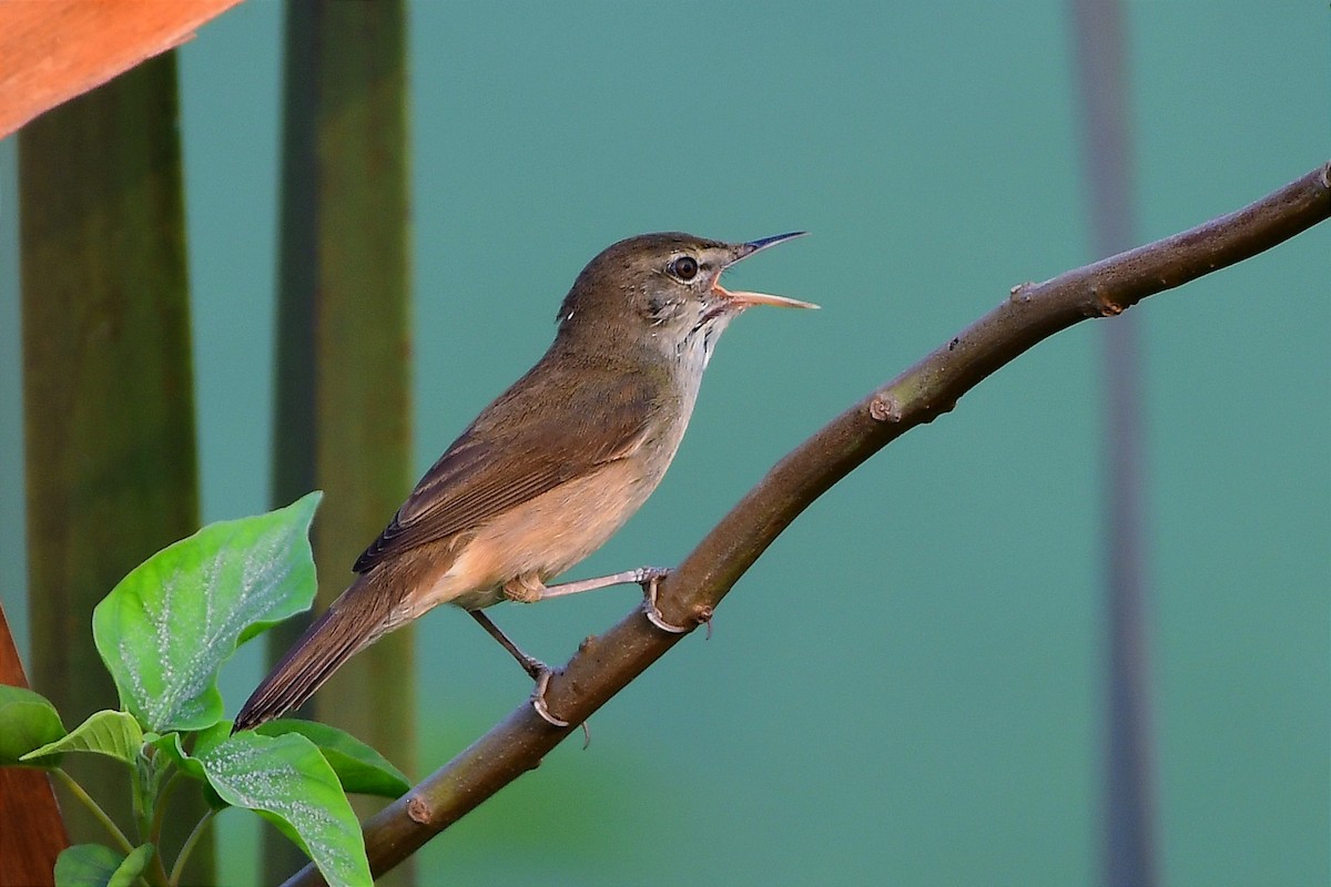 Blyth's Reed Warbler - ML616098953