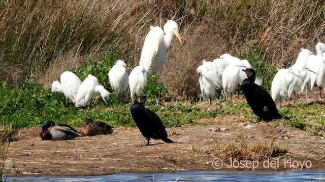 Little Egret - ML616098991