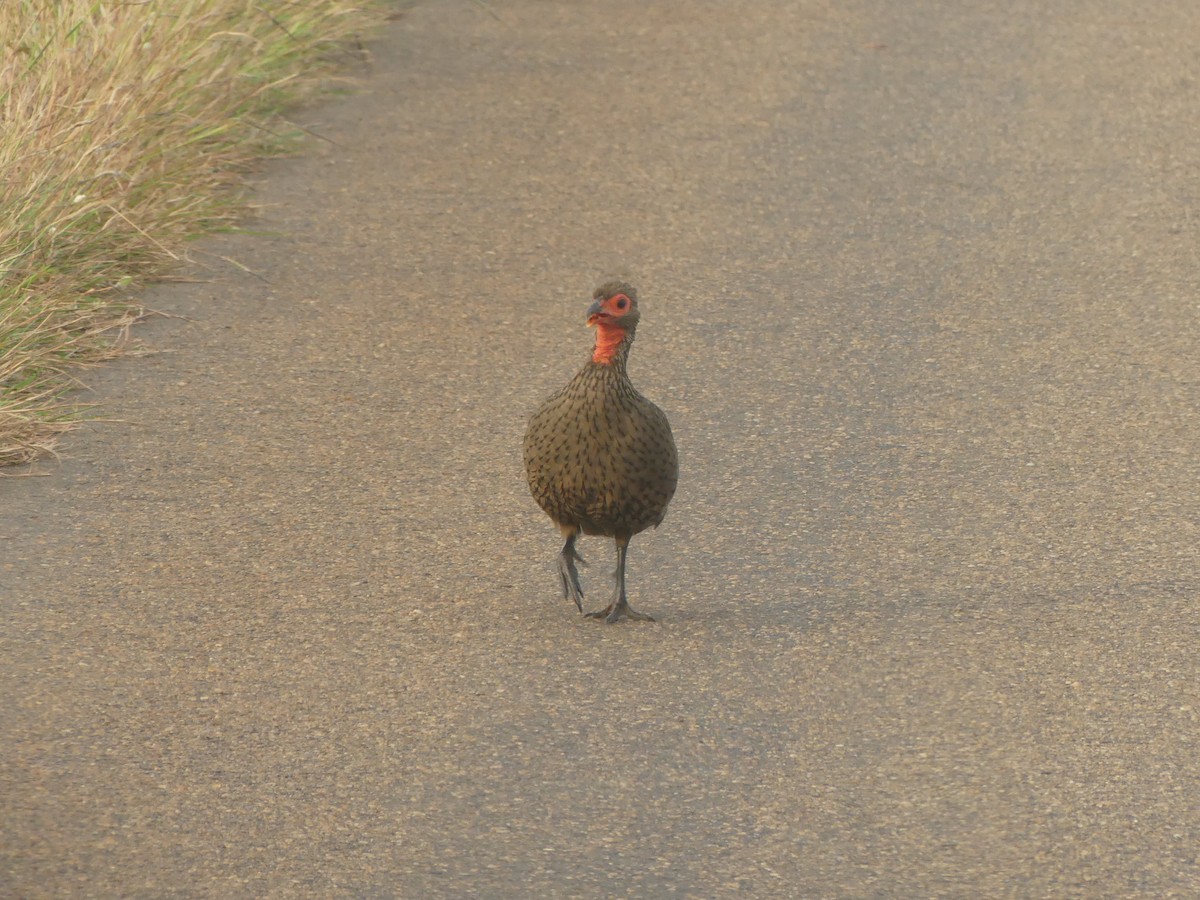 Red-necked Spurfowl - ML616099026