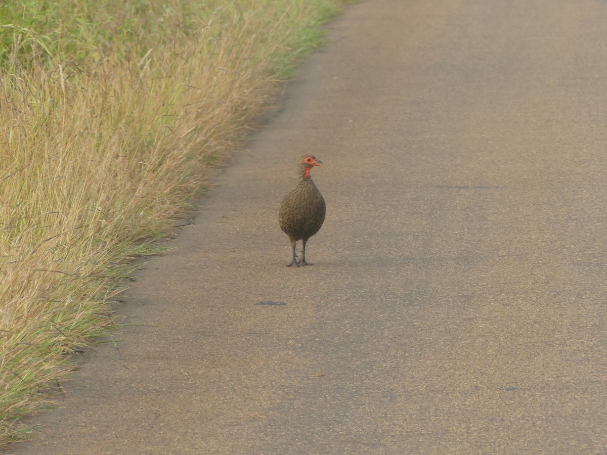 Red-necked Spurfowl - ML616099027