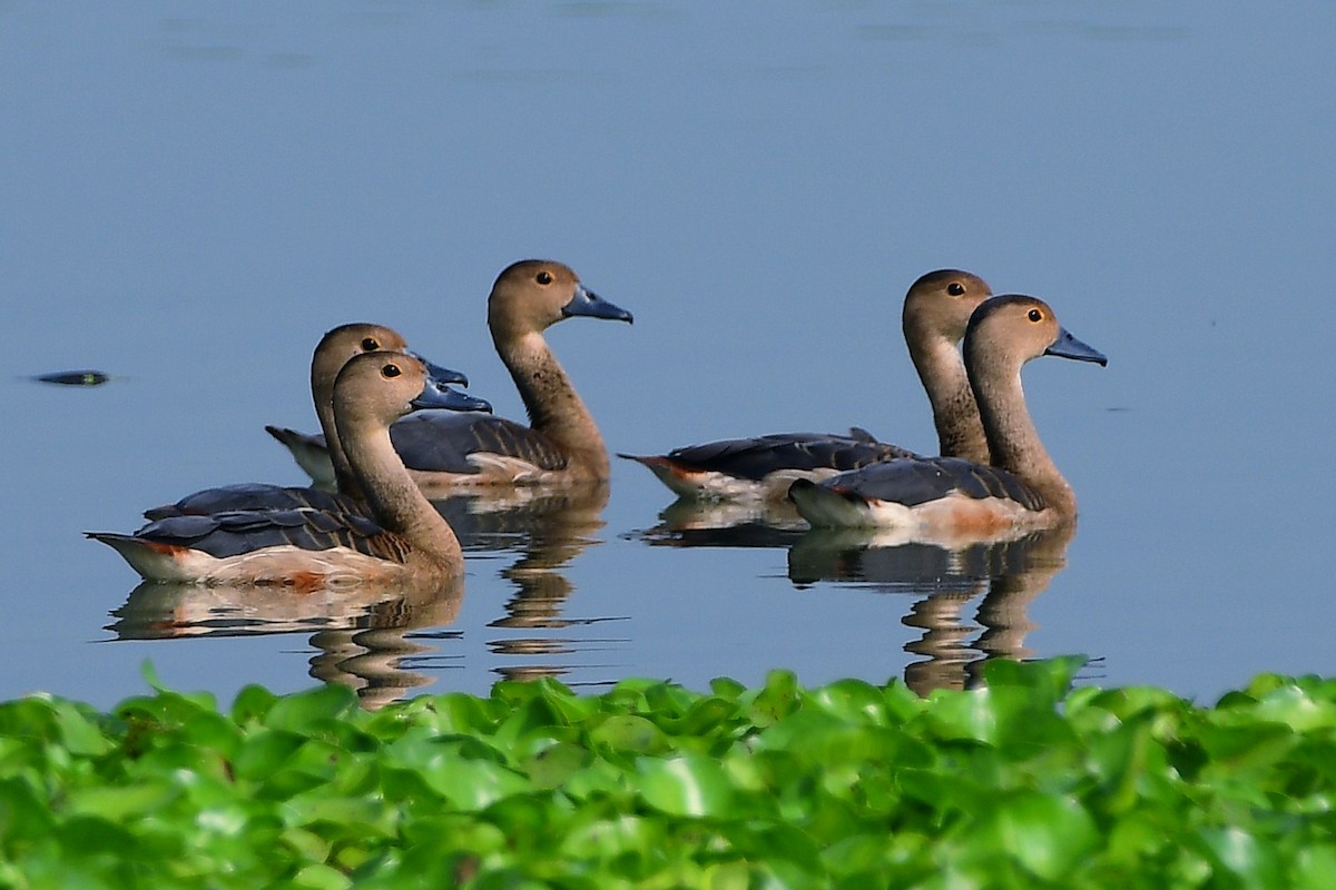 Lesser Whistling-Duck - ML616099029