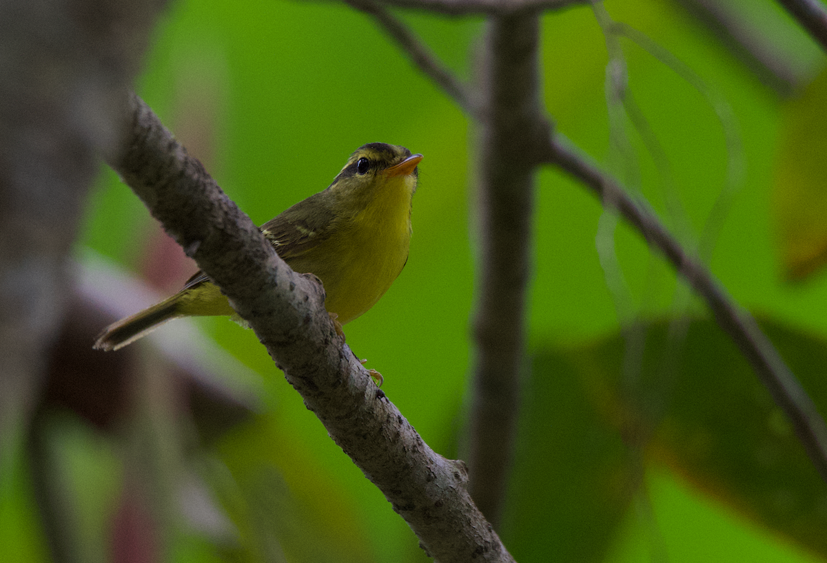 Limestone Leaf Warbler - ML616099061