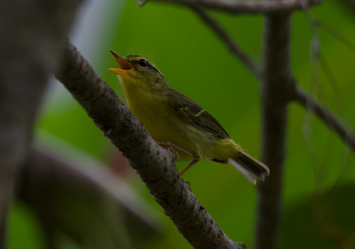 Mosquitero Roquero - ML616099062