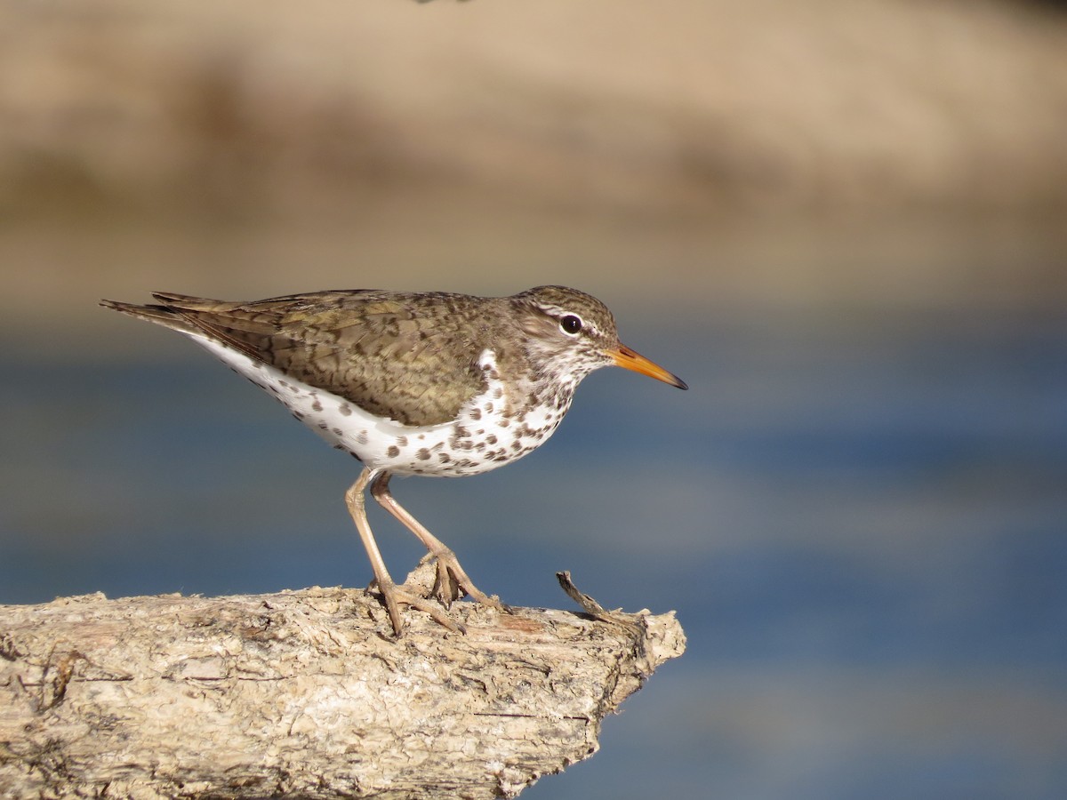 Spotted Sandpiper - Ian Hearn