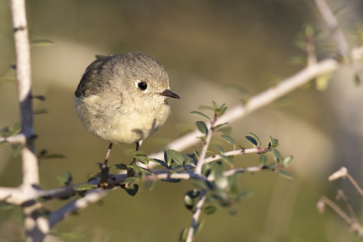 Ruby-crowned Kinglet - ML616099119