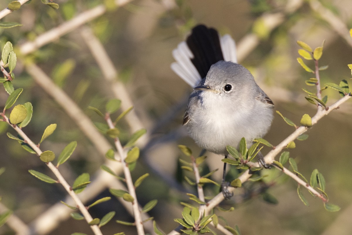 Blue-gray Gnatcatcher (caerulea) - ML616099131