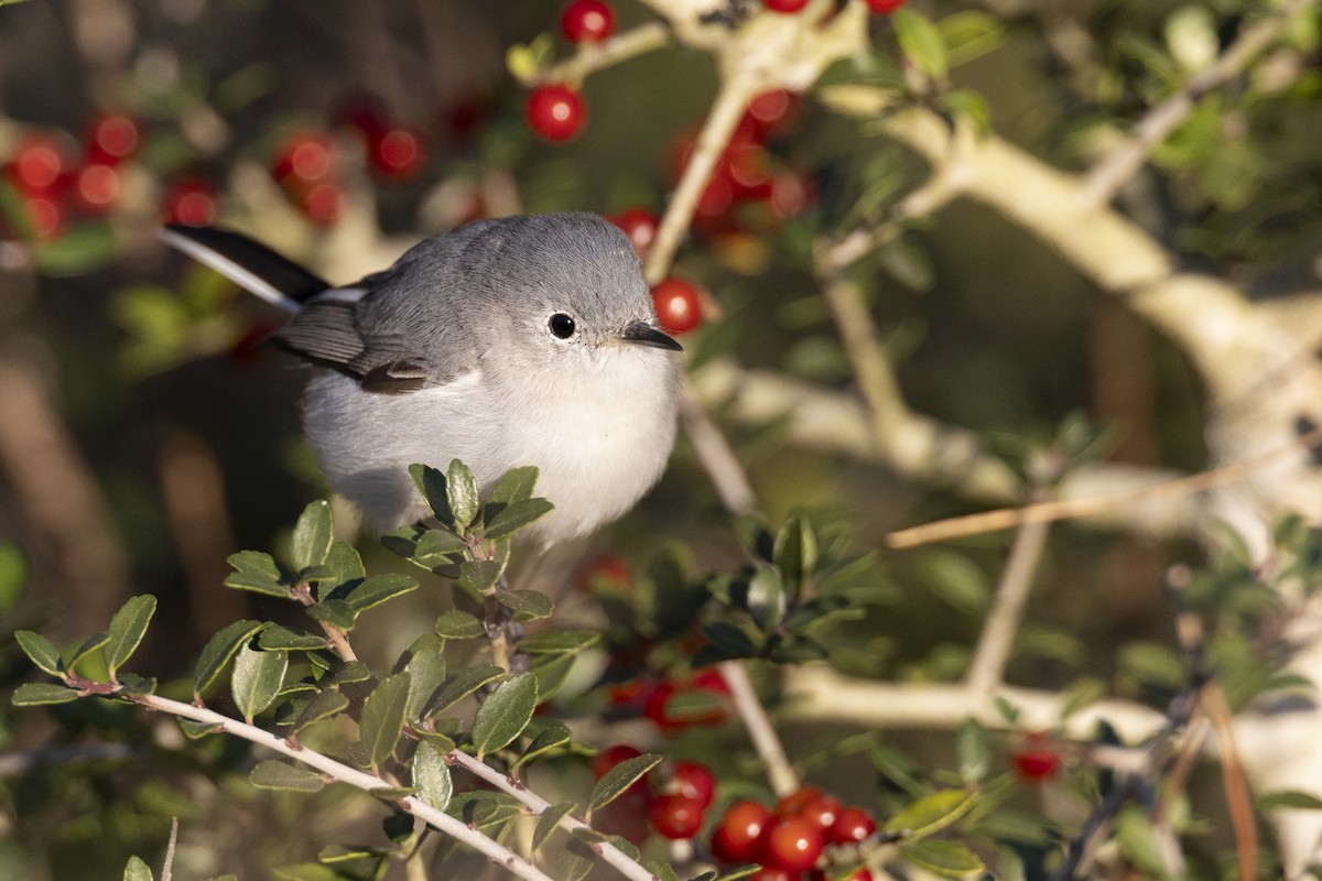 Blue-gray Gnatcatcher (caerulea) - ML616099133