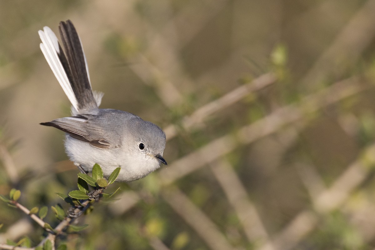 Blue-gray Gnatcatcher (caerulea) - ML616099138