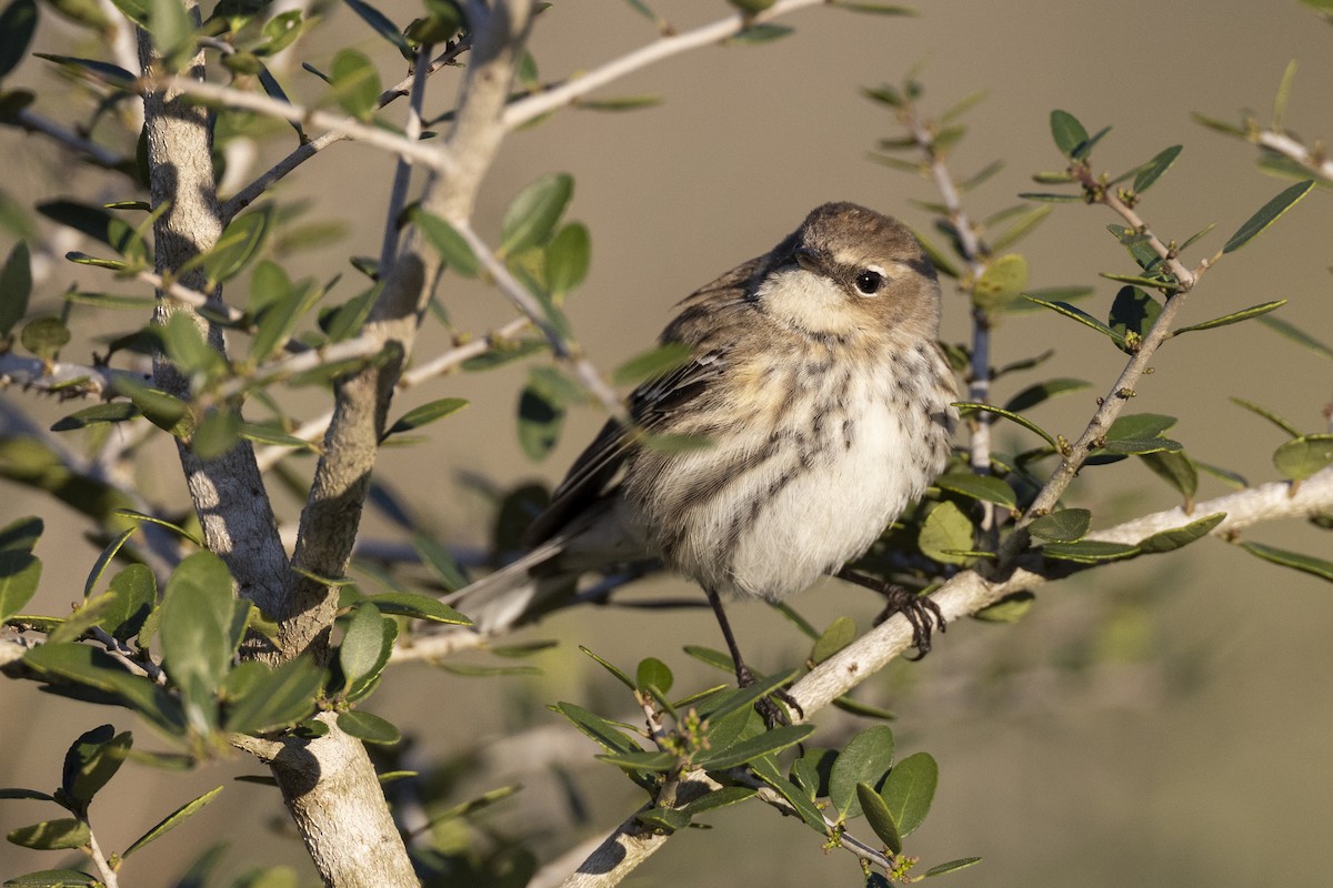 Yellow-rumped Warbler (Myrtle) - ML616099180