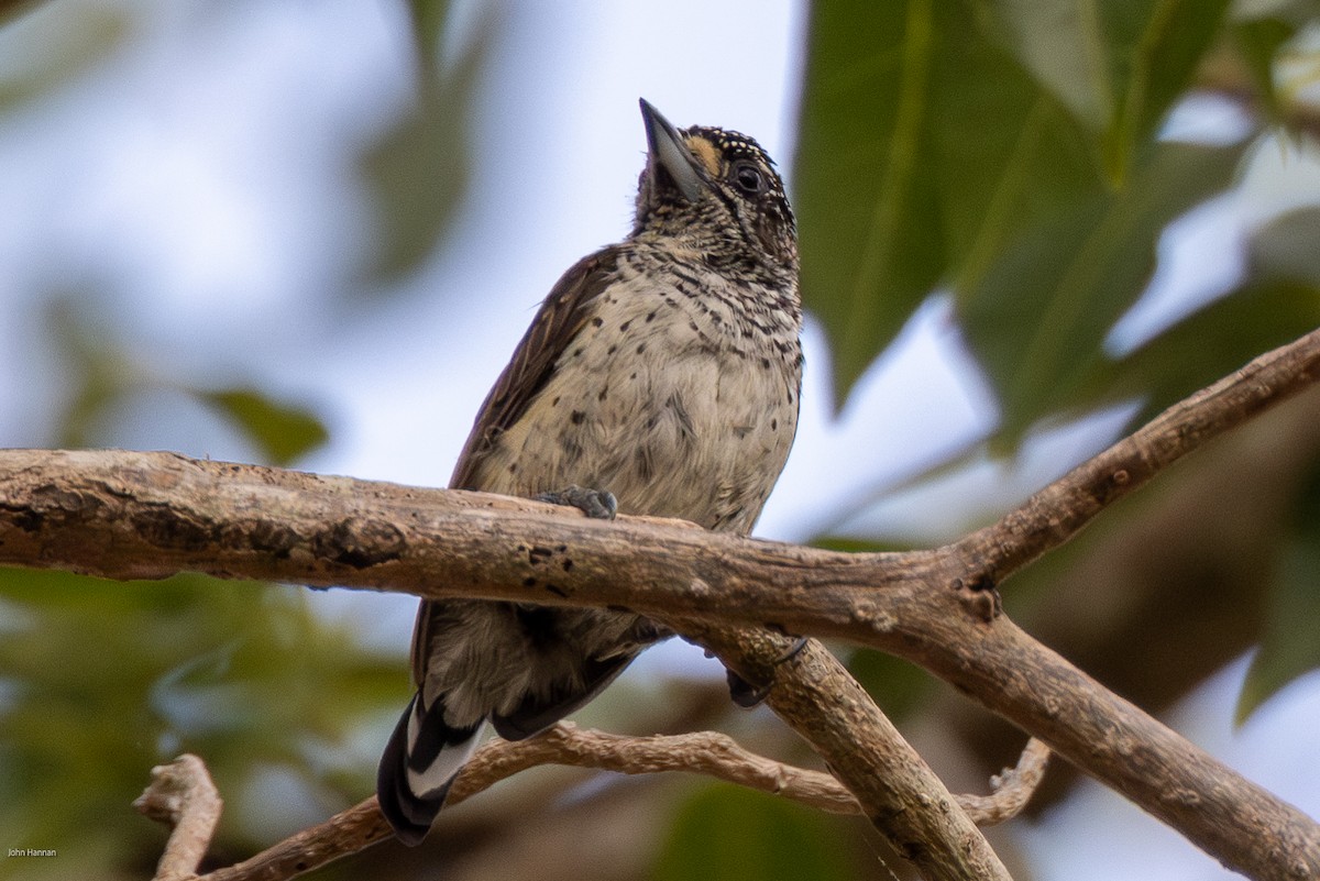 White-bellied Piculet - ML616099197