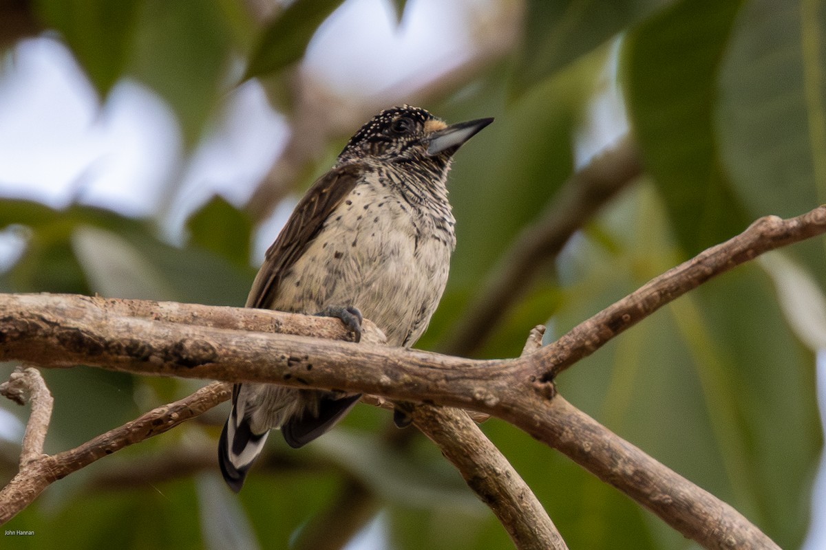 White-bellied Piculet - ML616099201