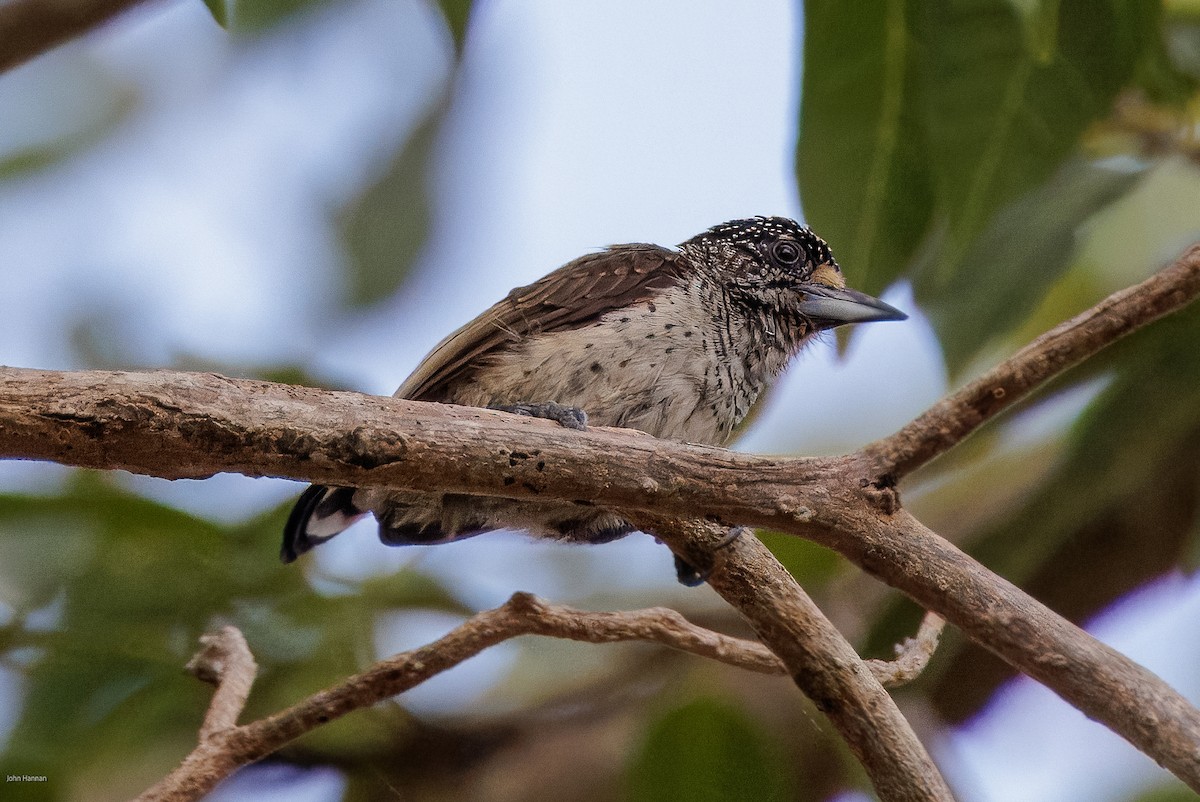 White-bellied Piculet - ML616099202