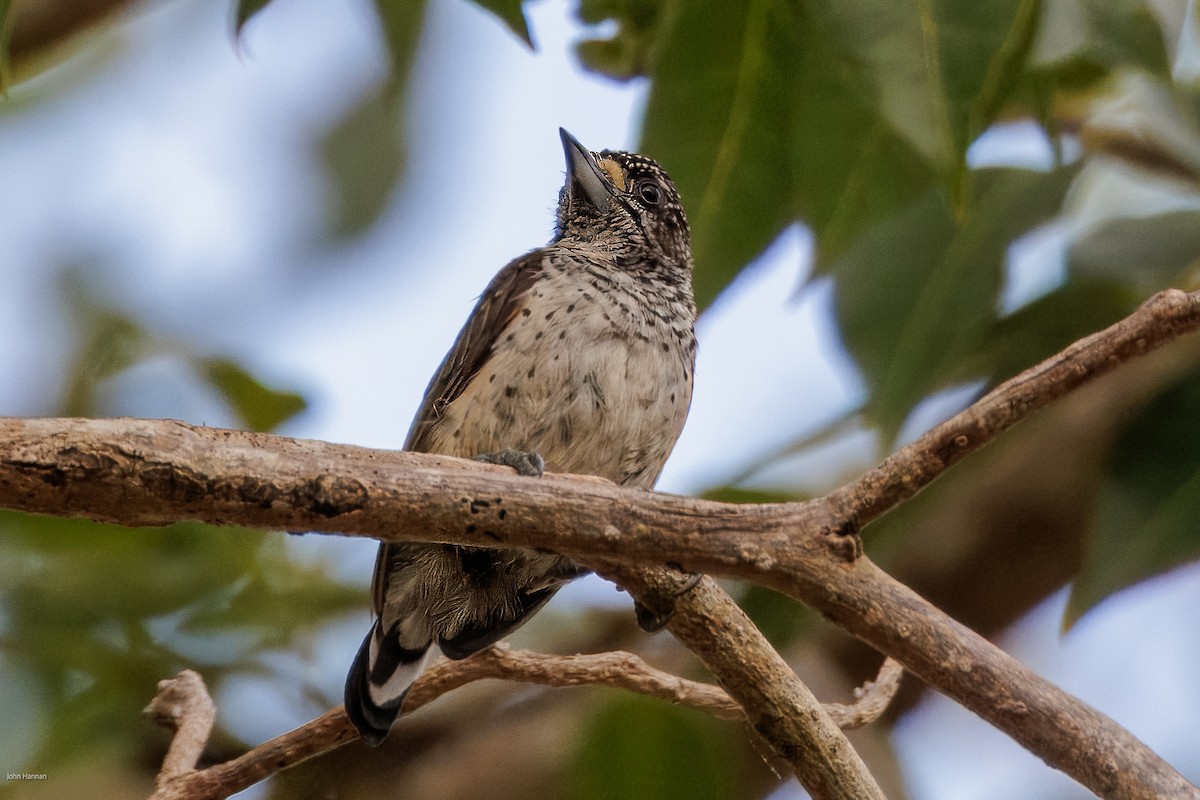 White-bellied Piculet - ML616099203