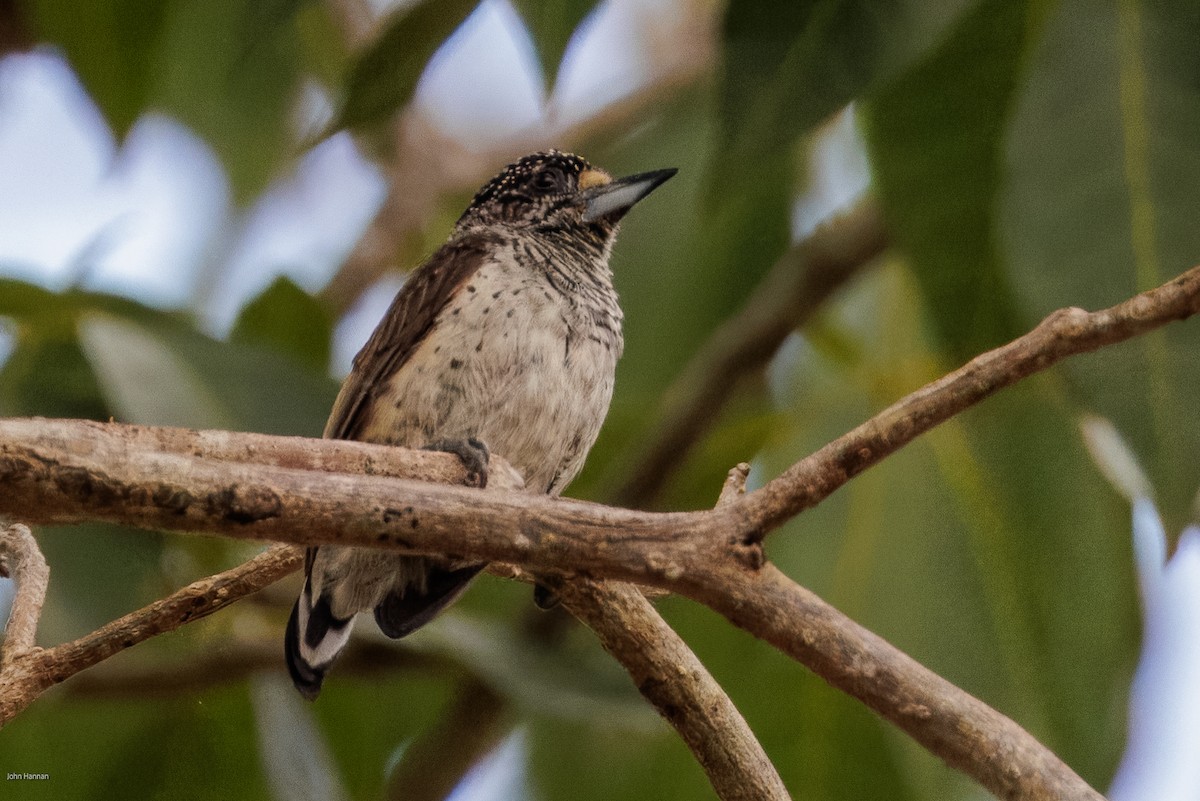 White-bellied Piculet - ML616099204