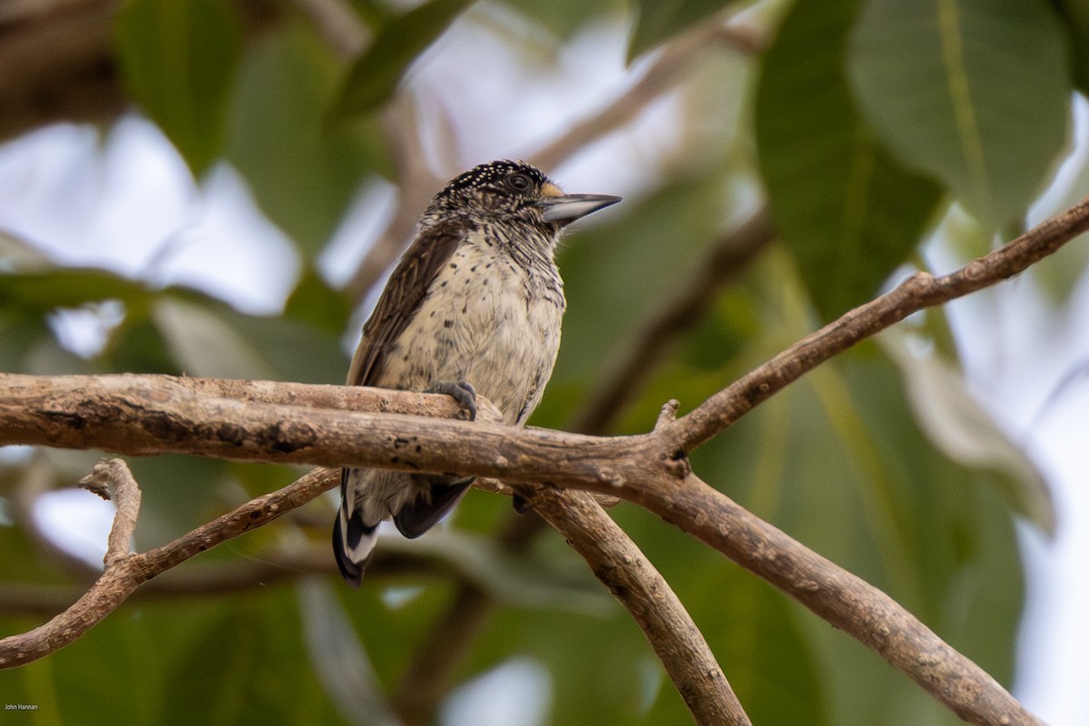 White-bellied Piculet - ML616099205