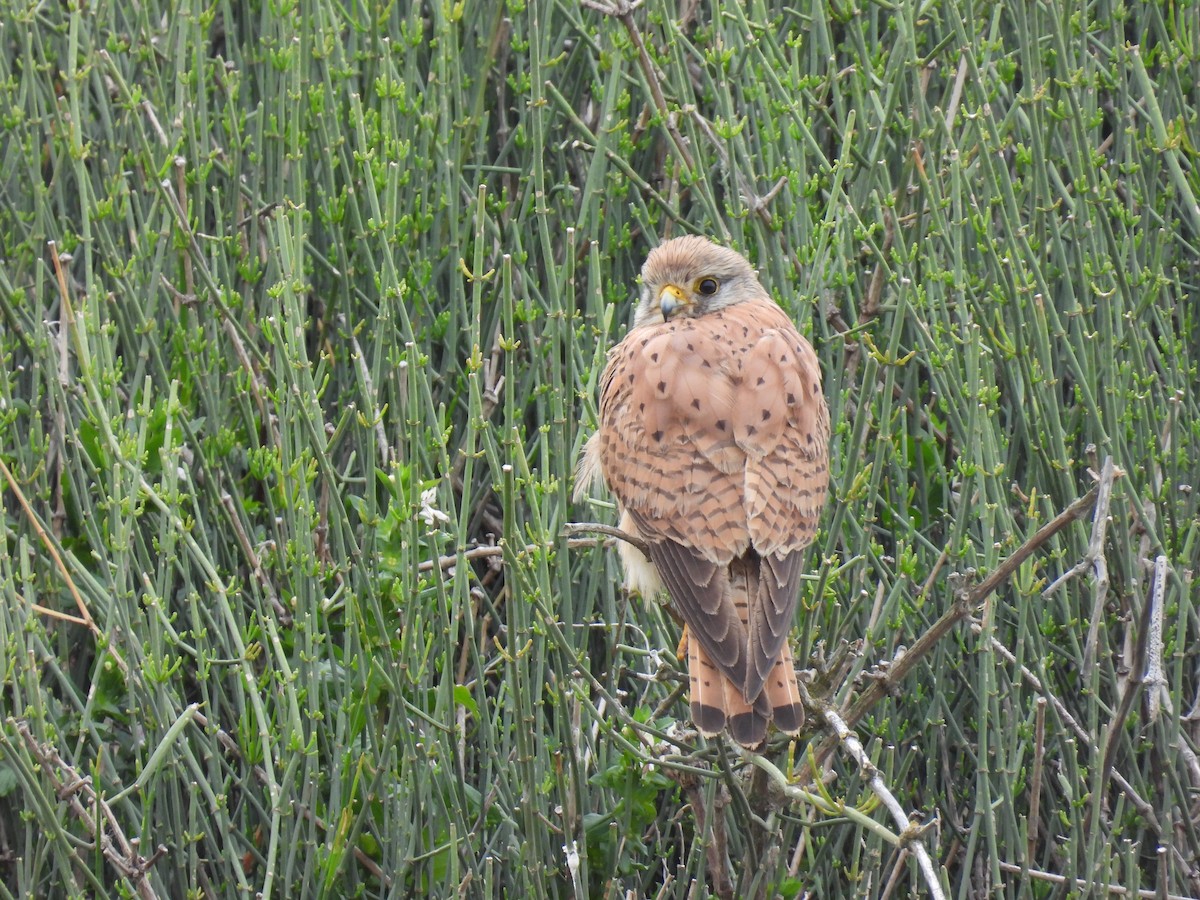 Eurasian Kestrel - Carmel Ravid