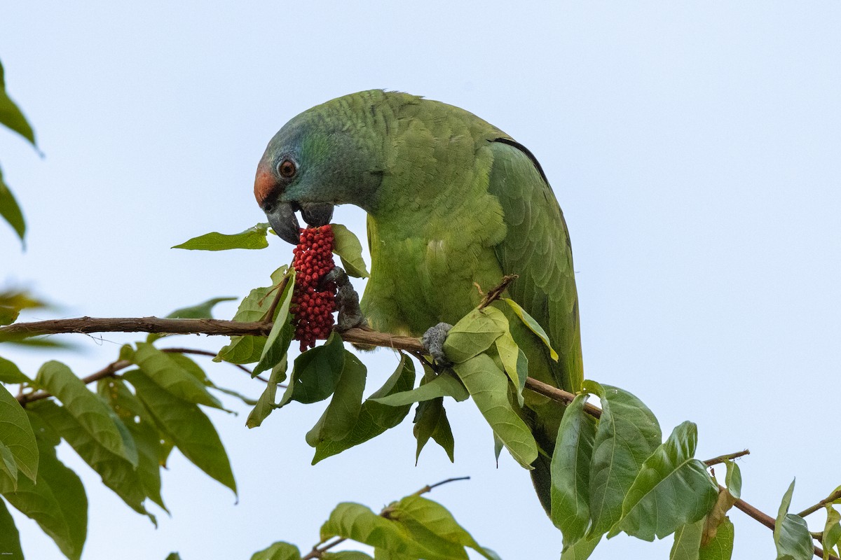 Festive Amazon - John Hannan
