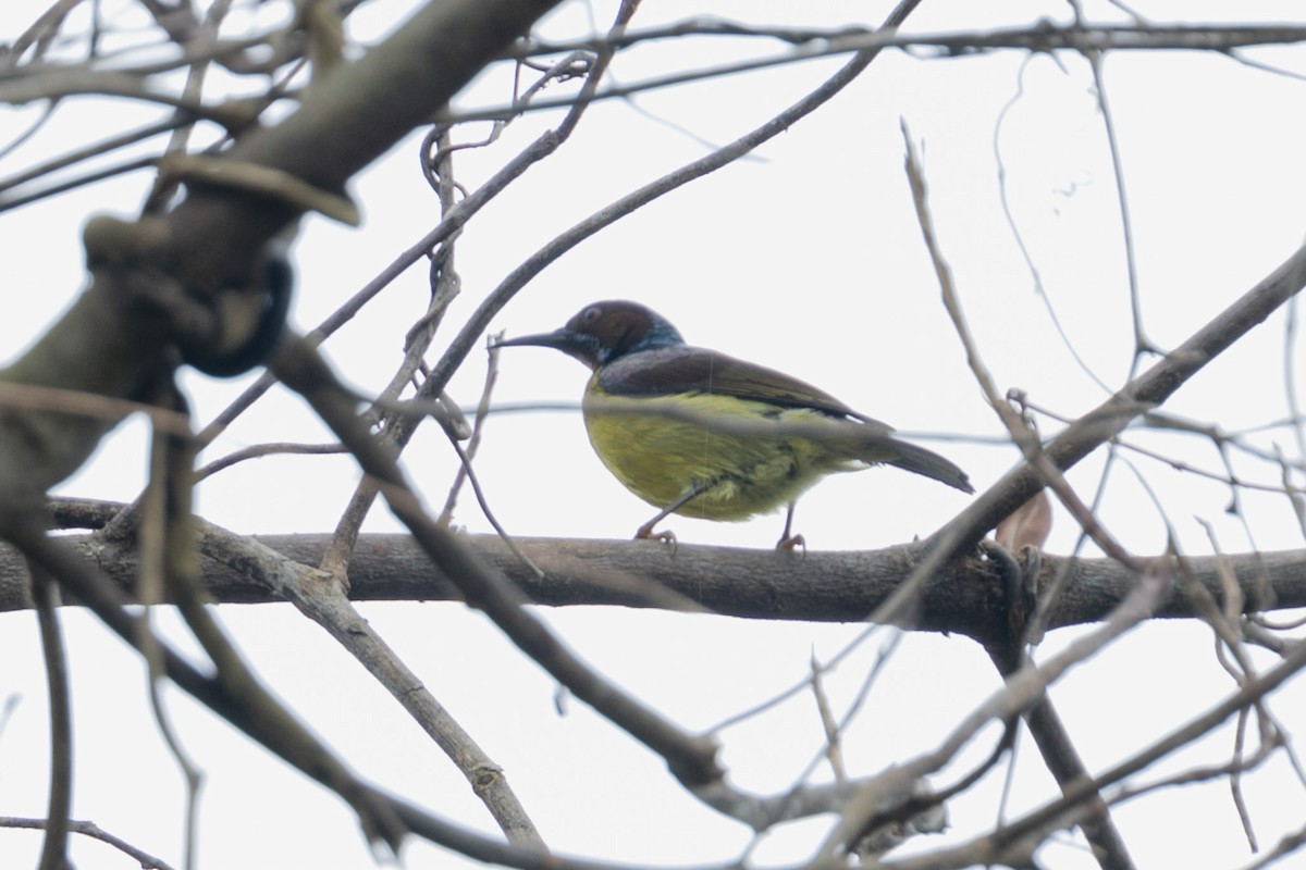 Brown-throated Sunbird - Mike Hooper