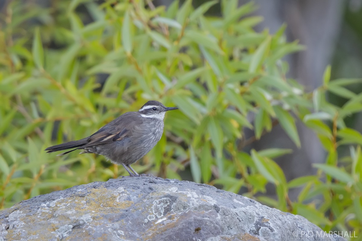 Dark-bellied Cinclodes - ML616099307