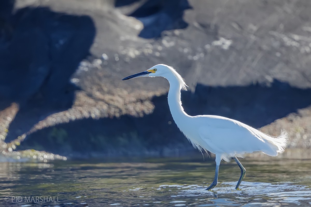 Snowy Egret - Pio Marshall