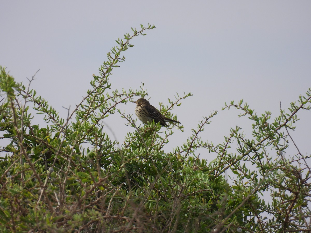 Meadow Pipit - Carmel Ravid