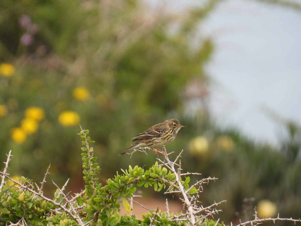 Meadow Pipit - Carmel Ravid