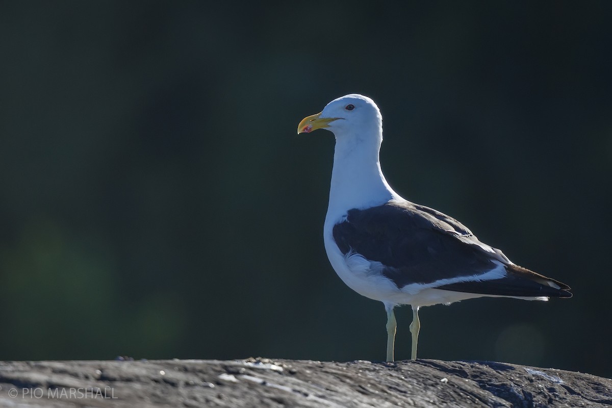 Kelp Gull - ML616099334