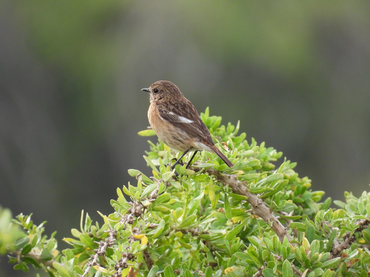 European Stonechat - Carmel Ravid