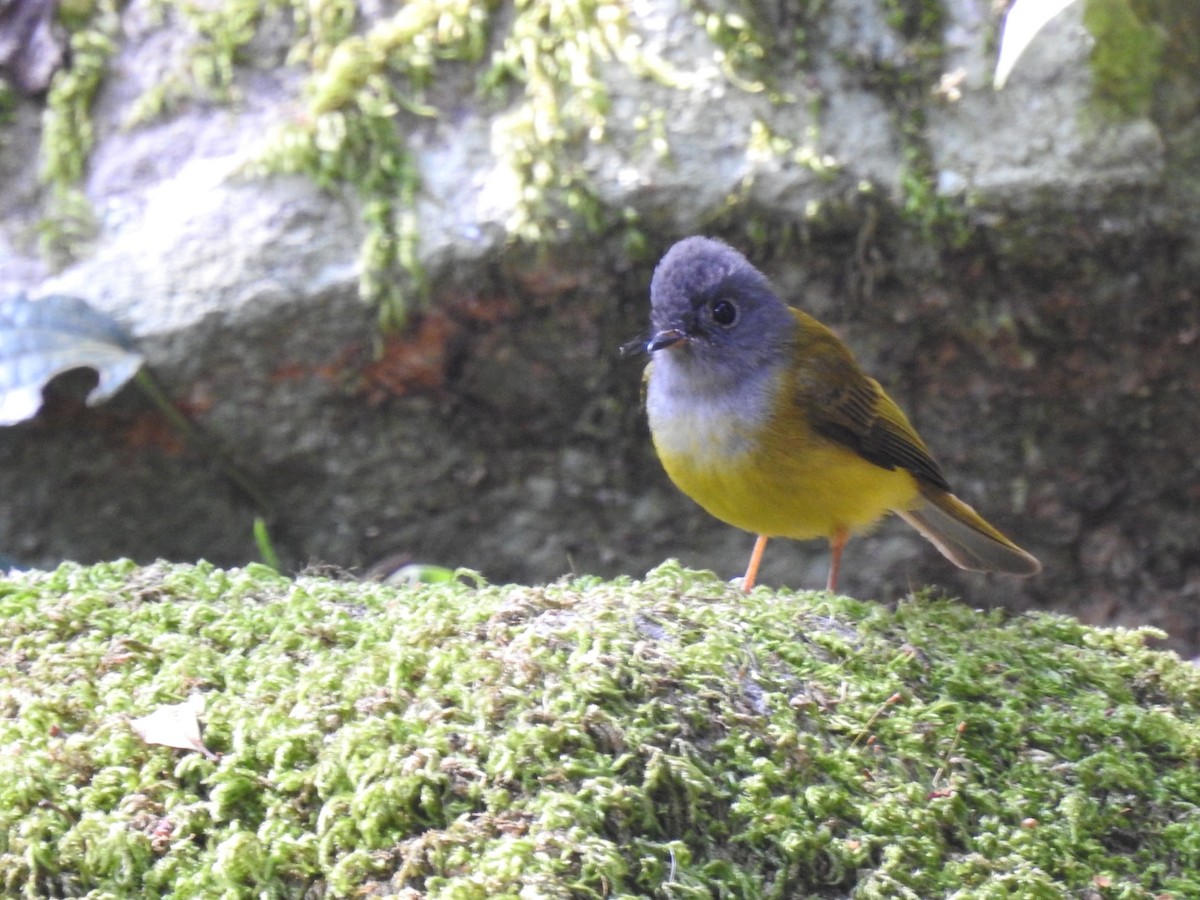 Gray-headed Canary-Flycatcher - ML616099378