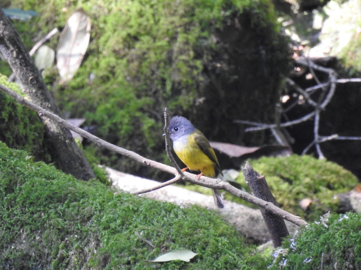 Gray-headed Canary-Flycatcher - ML616099379