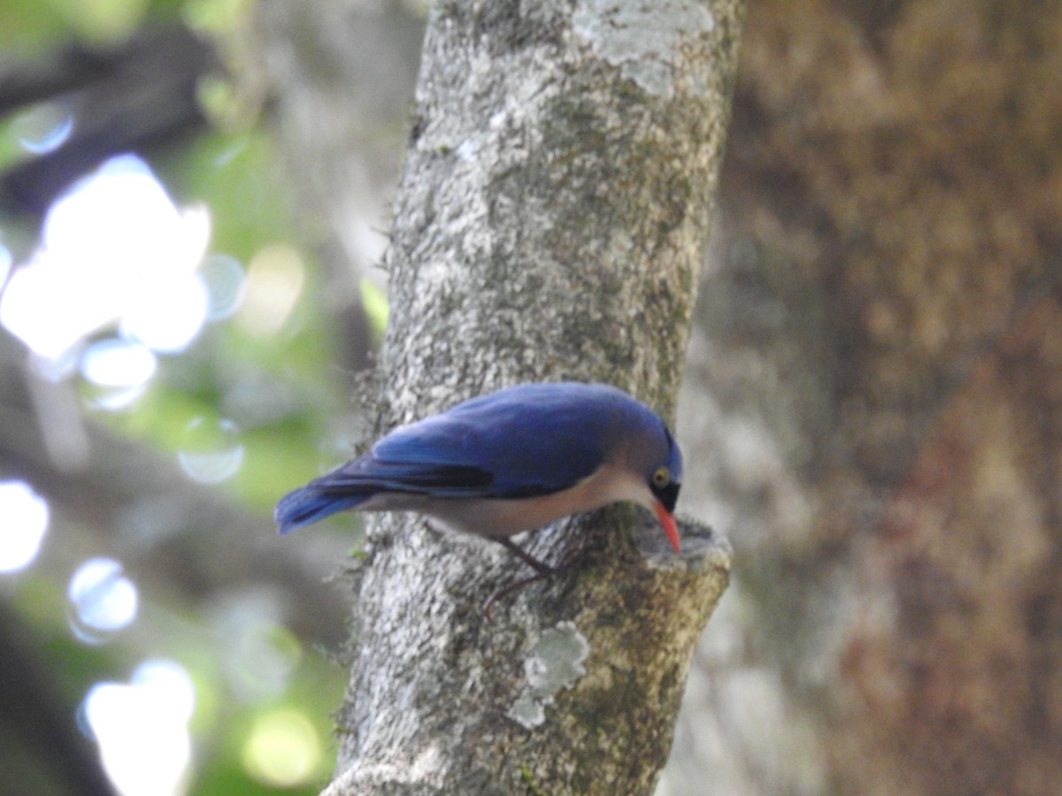 Velvet-fronted Nuthatch - ML616099395