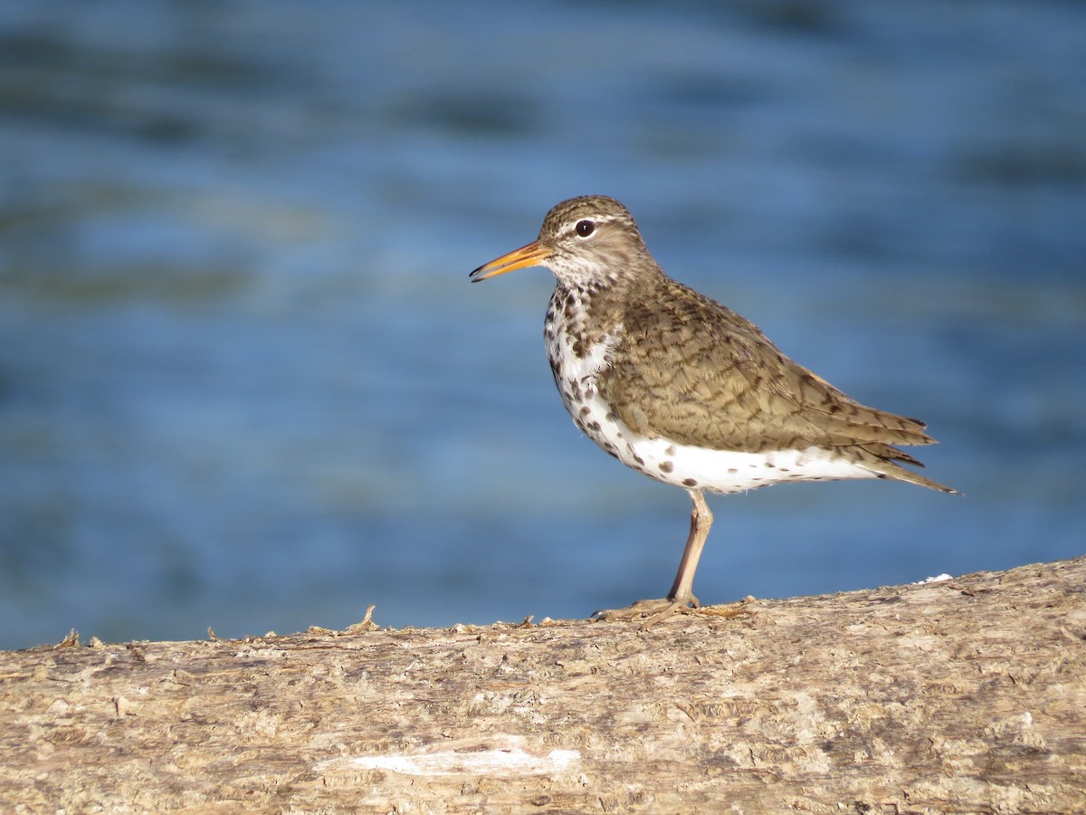 Spotted Sandpiper - Ian Hearn