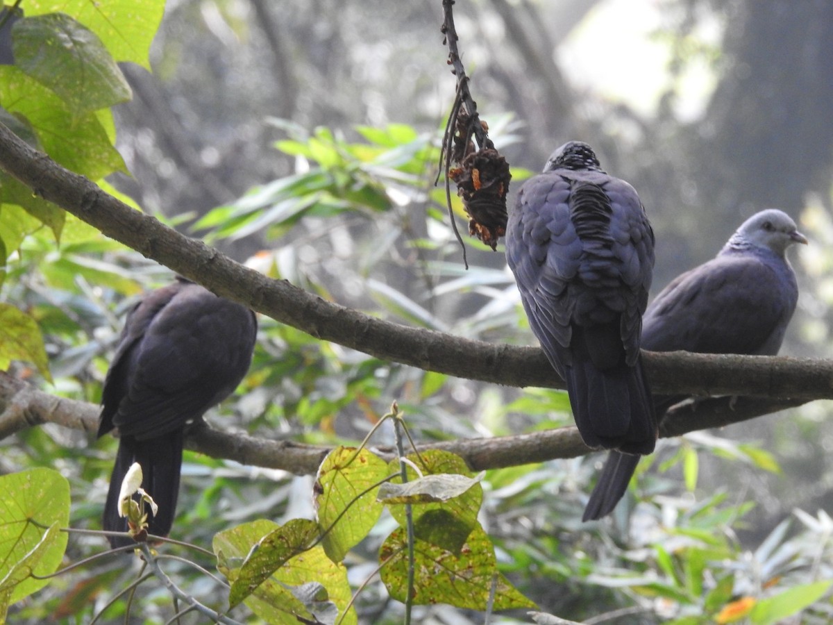 Nilgiri Wood-Pigeon - ML616099467