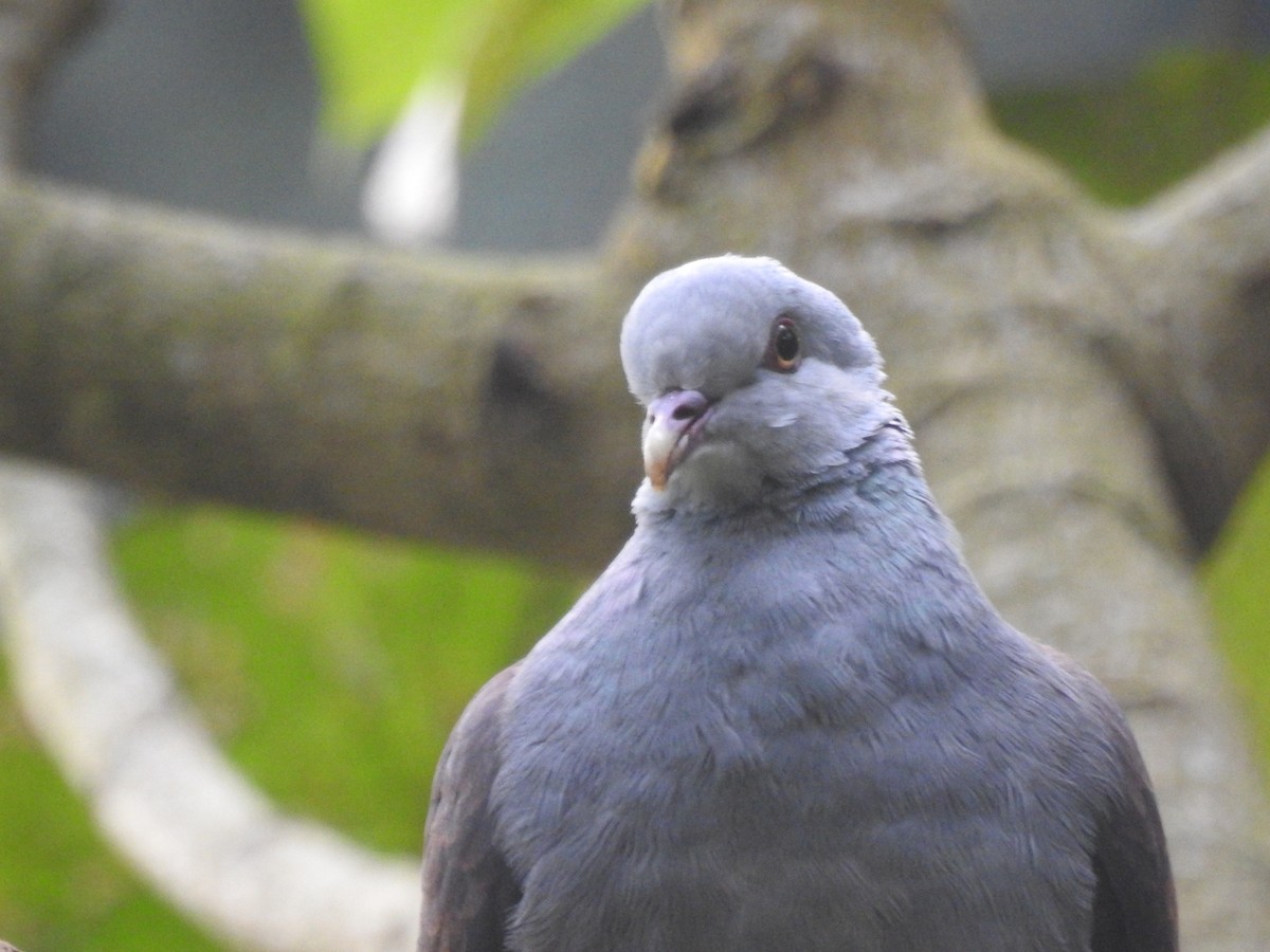 Pigeon d'Elphinstone - ML616099468